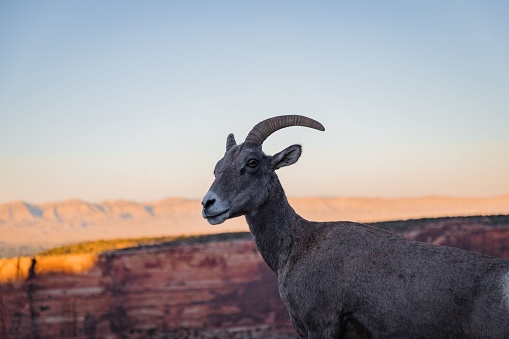A wild goat standing in a rugged landscape at sunset, framed by a rocky field and a high cliff in the background