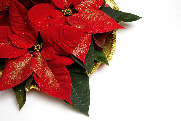 istock Poinsettia with brilliants 154908625