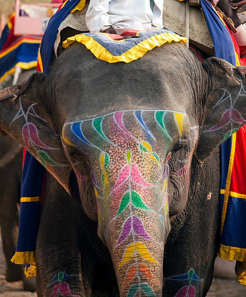 istock Indian Elephant at Amber Fort, Jaipur 154908781