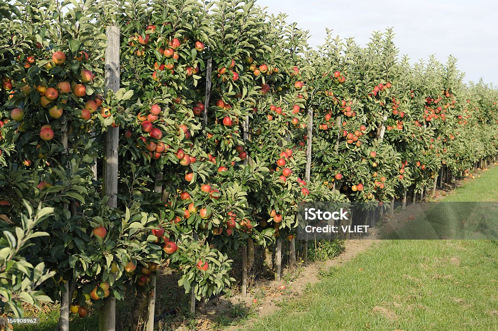 Apple orchard - Lizenzfrei Apfelgarten Stock-Foto