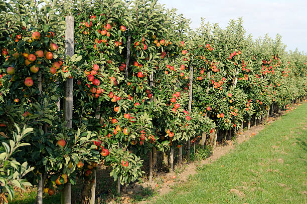pomar de macieiras - apple orchard - fotografias e filmes do acervo