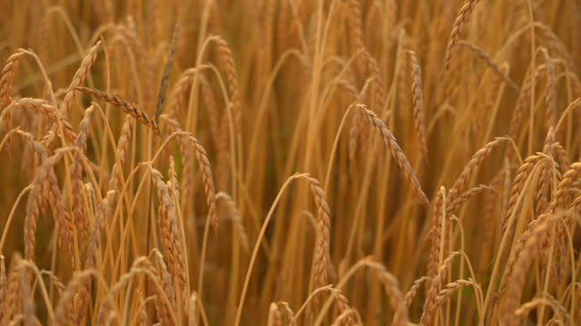 SLO MO Golden Spelt Field: Close-up of Vibrant Wheat, a Beautiful Display of Nature's Bounty
