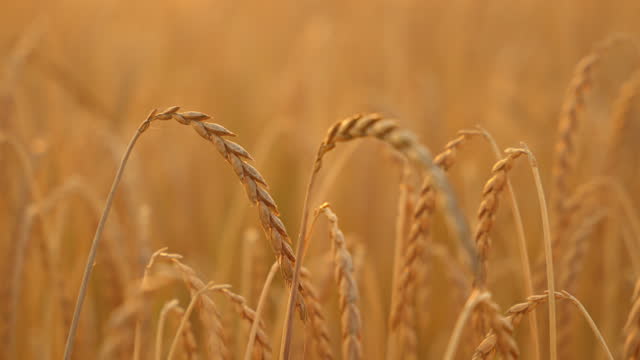SLO MO Captivating Spelt Field: Close-up of Golden Wheat amidst Picturesque Backgrounds