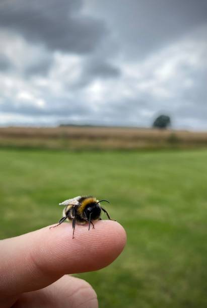 istock Bumblebee sat on finger close up. Fluffy, cute, bee, pollinate. 1549114197