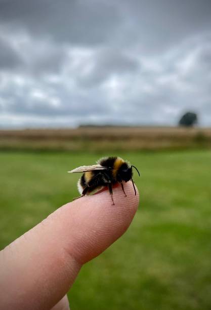 istock Bumblebee sat on finger close up. Fluffy, cute, bee, pollinate. 1549114201