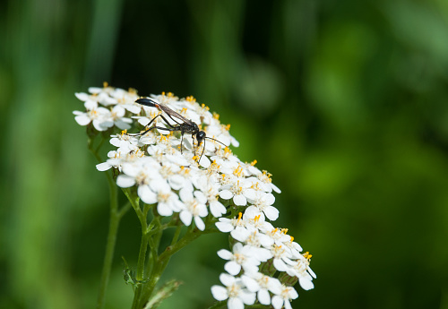 Immerse yourself in the enchanting world of pollinators with this photograph, capturing a mesmerizing scene of a thread-waisted wasp delicately sipping nectar from a vibrant yarrow flower. Admire the wasp's slender, wasp-waisted body and its graceful interaction with the blossoming yarrow. Fascinatingly, thread-waisted wasps are skilled hunters, paralyzing prey to feed their young. Their intricate nests and exceptional hunting abilities make them valuable contributors to the ecosystem.