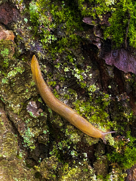 istock A Slug on a Wet Tree in the Moss 1549160518