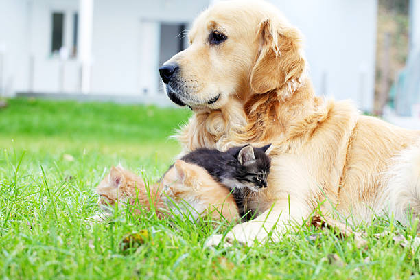 istock Dog and little cats together. 154917387