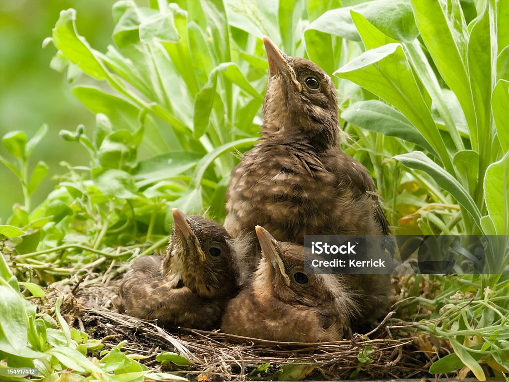 "The fly" – blackbird Babys beobachten Sie ein Blatt - Lizenzfrei Nest Stock-Foto