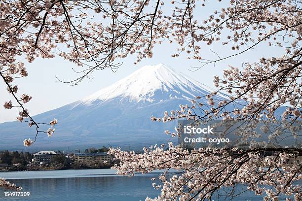 Гора Фудзи И Фестиваля Cherry Blossoms Весной — стоковые фотографии и другие картинки Без людей - Без людей, Весна, Ветвь - часть растения