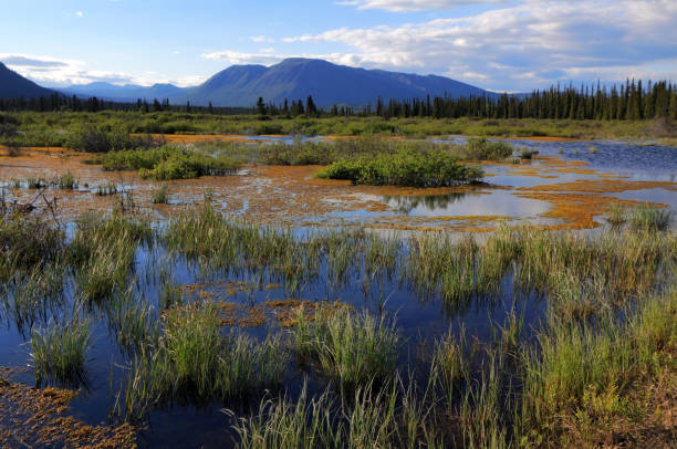 istock Yukon Wetland 154917900