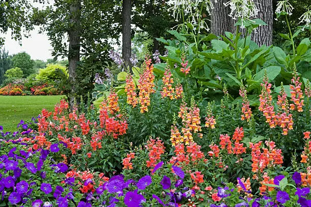 Colorful garden by the Oak trees with Petunias, Impatiens, Snapdragons, Hostas and Nicotianas.