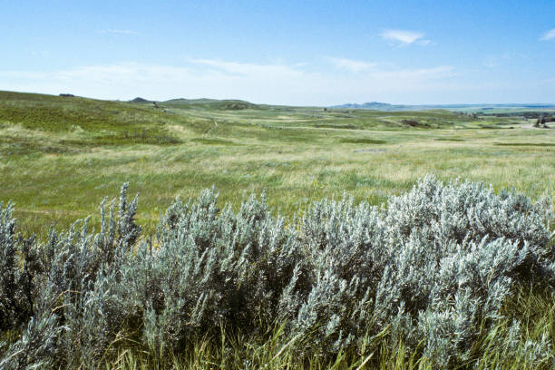 istock Grassland and Sagebrush 154918050