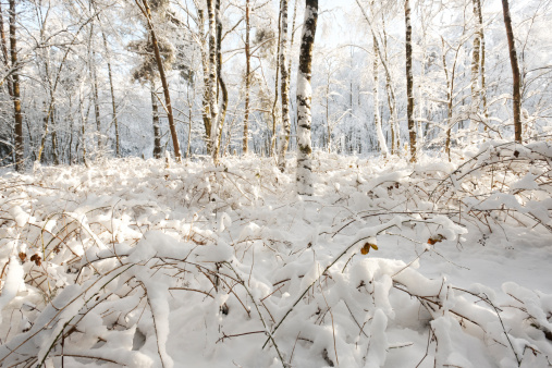 frozen undergrowth in a dutch forest