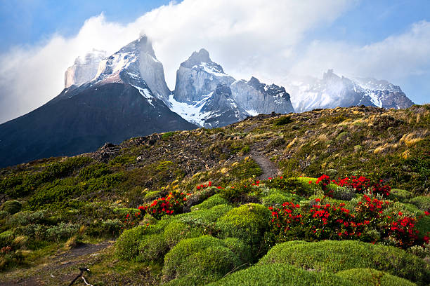 Bright flora at Torres del Paine National Park in Chile.