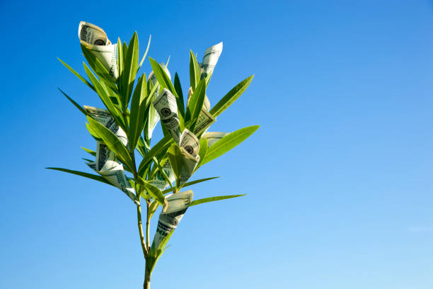 dinero crece en los árboles - money doesnt grow on trees money tree wealth paper currency fotografías e imágenes de stock