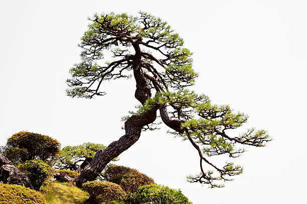 Photo of japanese larch tree