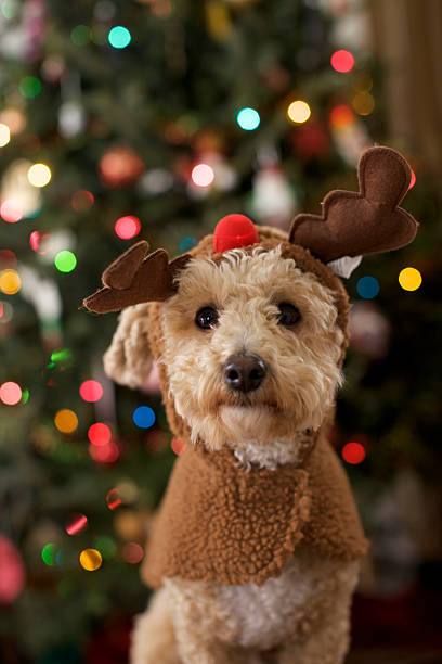A dog dressed up as a Christmas reindeer Close up of a cute dog wearing a reindeer costume.  rudolph the red nosed reindeer photos stock pictures, royalty-free photos & images