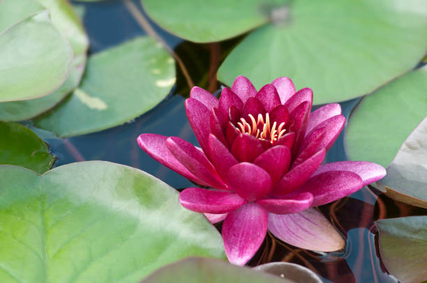 istock Hardy Waterlily 'Almost Black' - III 154918293