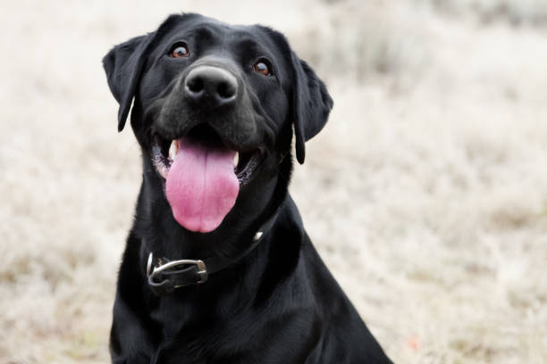 chien heureux - langue des animaux photos et images de collection