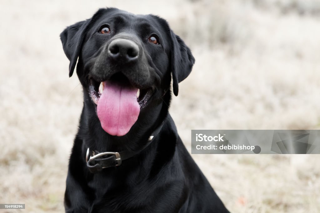 ハッピーな犬 - 犬のロイヤリティフリーストックフォト