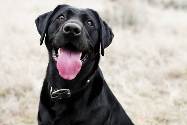 Happy Dog Happy black lab dog with enthusiastic expression and tongue  animal tongue stock pictures, royalty-free photos & images