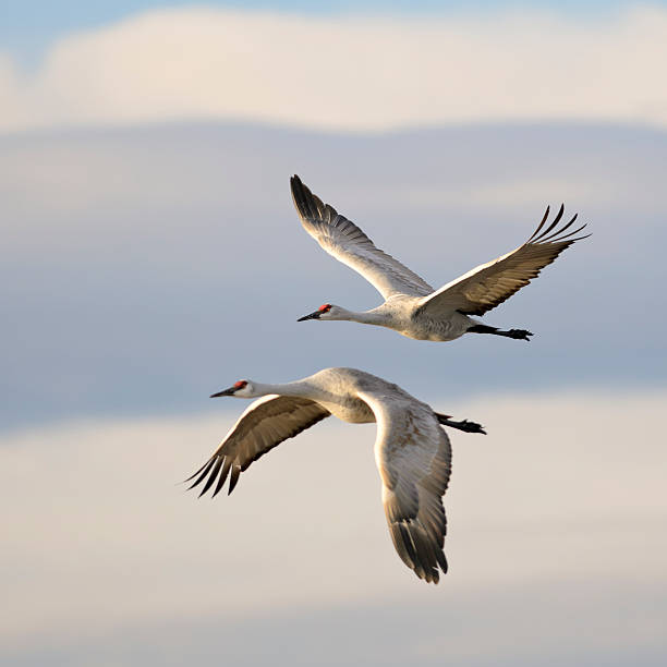 Pair of Sandhill Cranes Grus Canadensis mid-flight A Pair of Sandhill Cranes in Flight. heron photos stock pictures, royalty-free photos & images