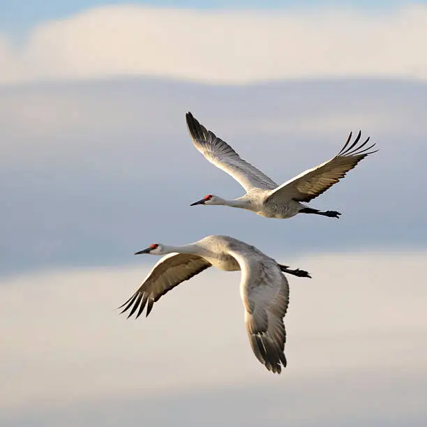 Photo of Pair of Sandhill Cranes Grus Canadensis mid-flight