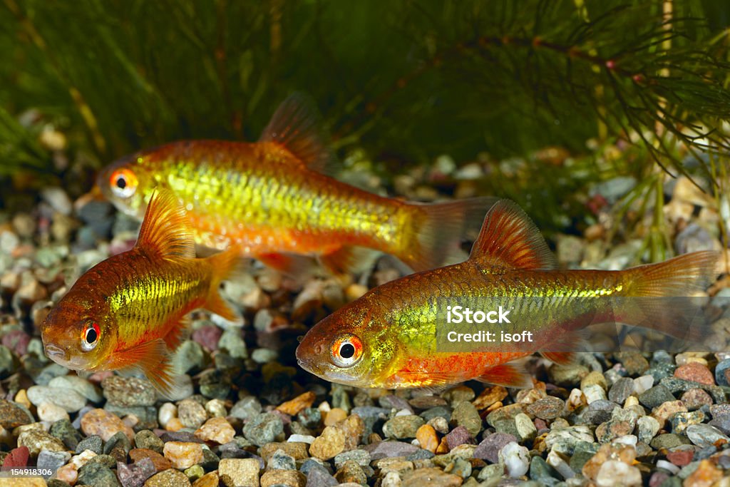 Verde Barbus. Puntius semifasciolatus. - Royalty-free Animal Foto de stock