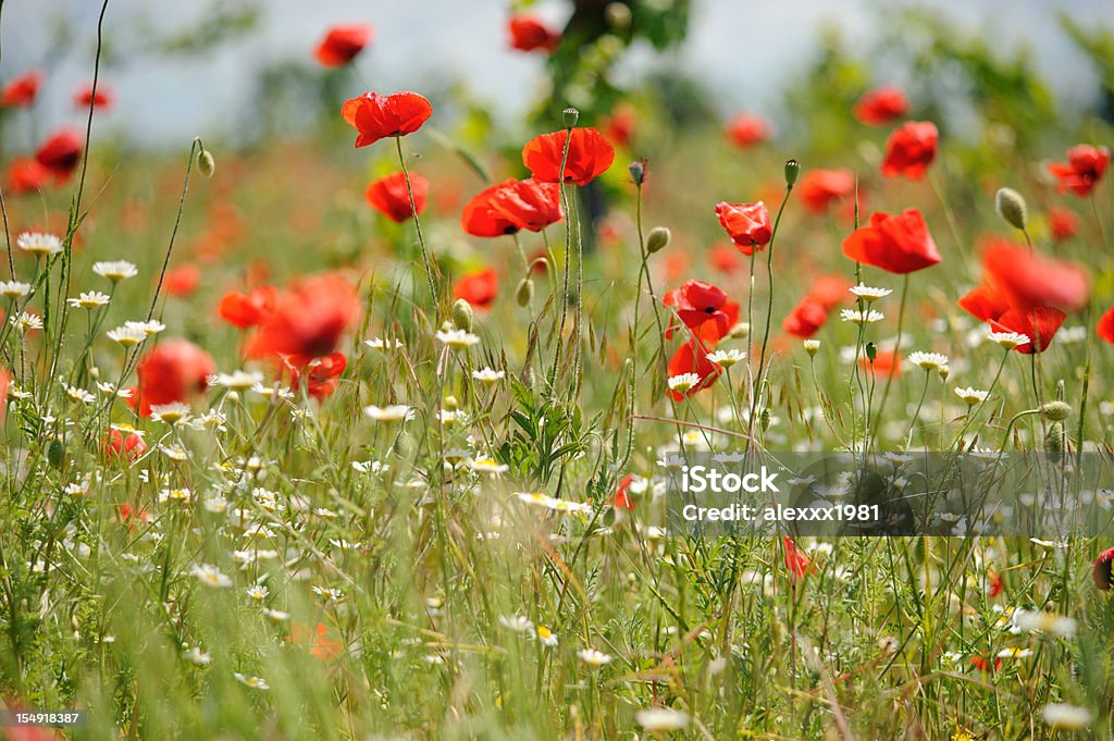 연두빛 Poppies - 로열티 프리 계절 스톡 사진
