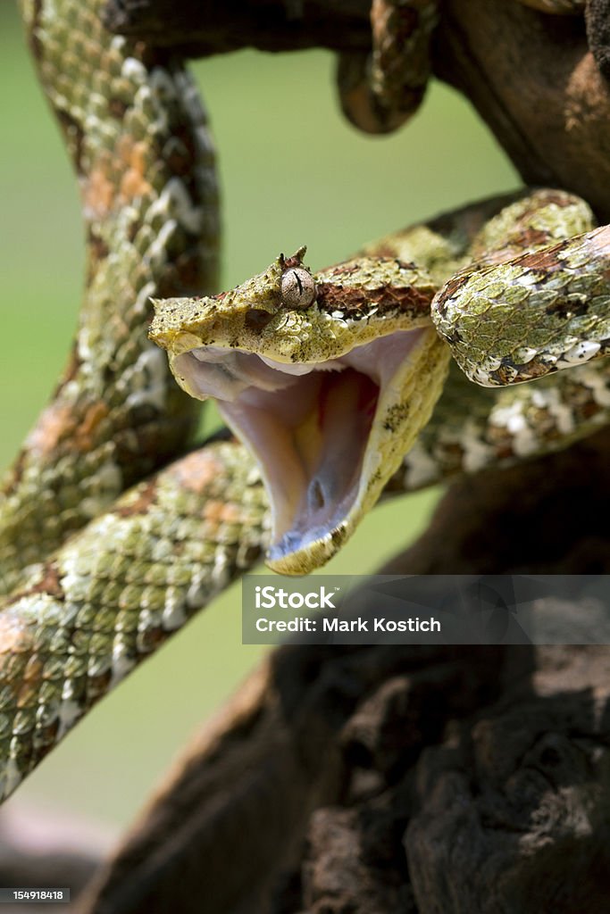 Zła Żararaka rogata Snake - Zbiór zdjęć royalty-free (Gniew)