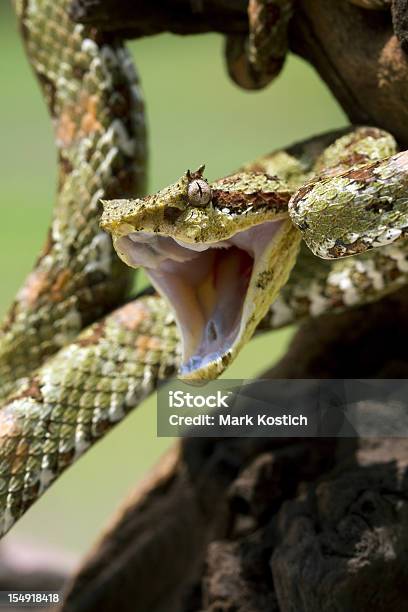 Foto de Angry Bothriechis Schlegeli Snake e mais fotos de stock de Cobra - Cobra, Raiva - Emoção negativa, Agressão