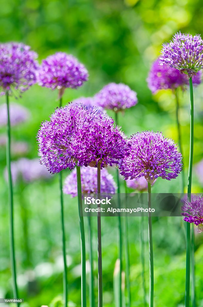 Allium hollandicum "Das Purple Sensation'- aus dem 18. - Lizenzfrei Baumblüte Stock-Foto