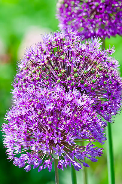 istock Allium hollandicum 'Purple Sensation' - XIX 154918464