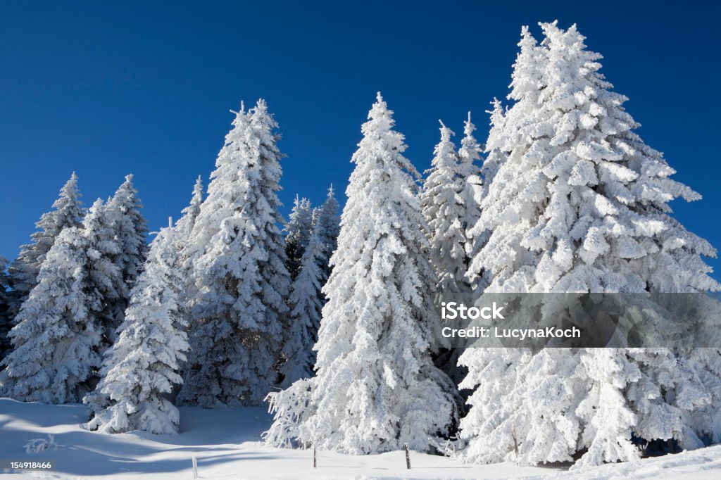 Bäume im Schnee bedeckt. - Lizenzfrei Alpen Stock-Foto