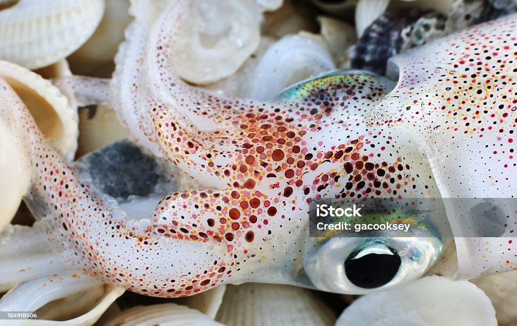 Piękne Squid na muszle morskie - Zbiór zdjęć royalty-free (Kałamarnica)