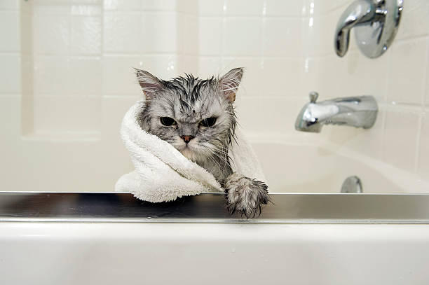 wet cat - animal fur domestic cat persian cat stock-fotos und bilder