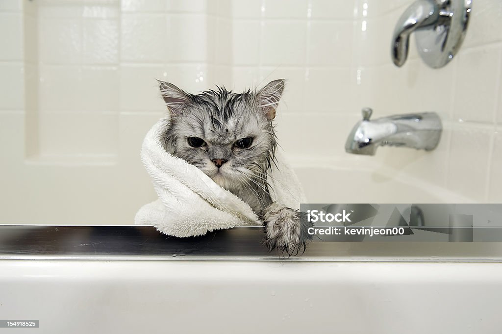 Wet Cat A Persian cat getting a bath Domestic Cat Stock Photo