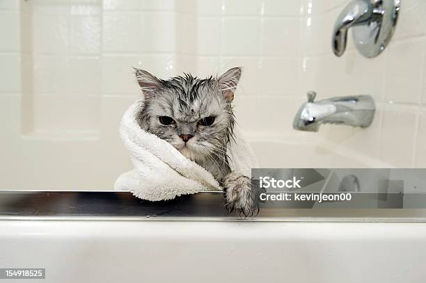 Wet Cat Stock Photo - Download Image Now - Domestic Cat, Bathtub, Wet