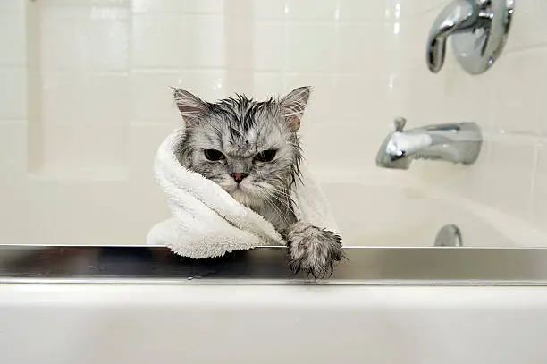 A Persian cat getting a bath