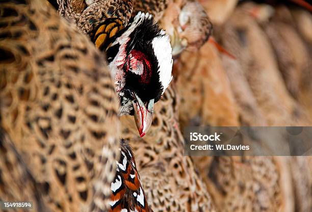 Photo libre de droit de Rangée De Faisans banque d'images et plus d'images libres de droit de Animal mort - Animal mort, Animal mâle, Chasser