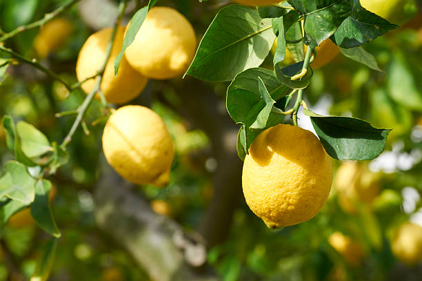 Lemons Fresh ripe lemons hanging on a lemon tree sicily photos stock pictures, royalty-free photos & images