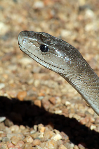 close-up of a black mamba (dendroaspis polylepis) - South Africa