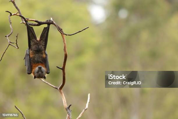 Bat Stockfoto und mehr Bilder von Flughund - Flughund, Eigentliche Flughunde - Gattung, Hängen