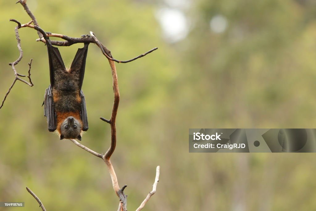 Pipistrello - Foto stock royalty-free di Pipistrello della frutta