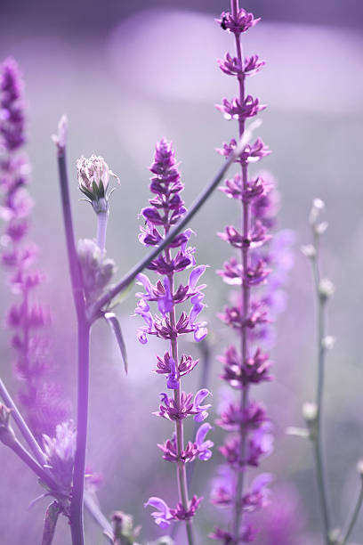 istock Blooming Salvia leucantha 154918900