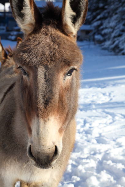 istock donkey focus on animal 154918984