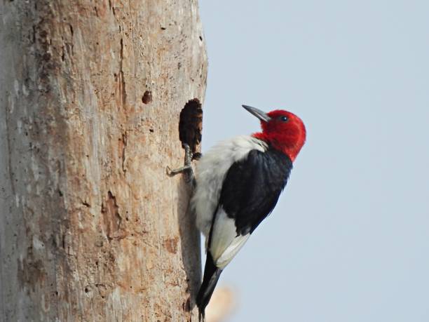 istock Red-headed Woodpecker (Melanerpes erythrocephalus) perched near its nest 1549192787