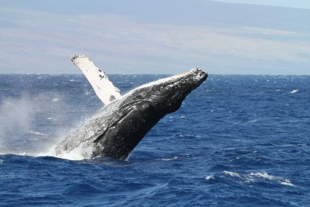 istock Breaching Humpback Whale off the Maui coast 154919297