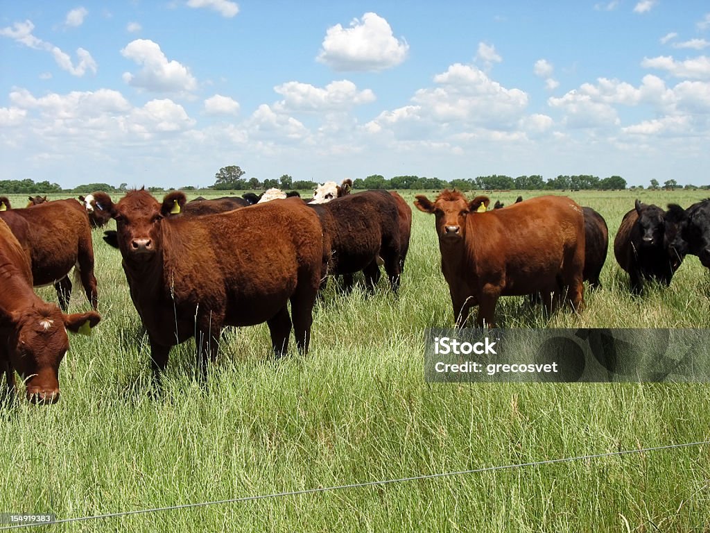 Rind - Lizenzfrei Argentinien Stock-Foto